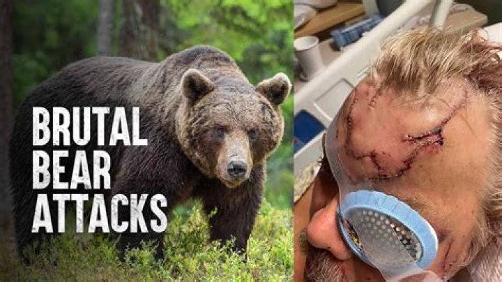 Decoding Bear Attacks In Pennsylvania