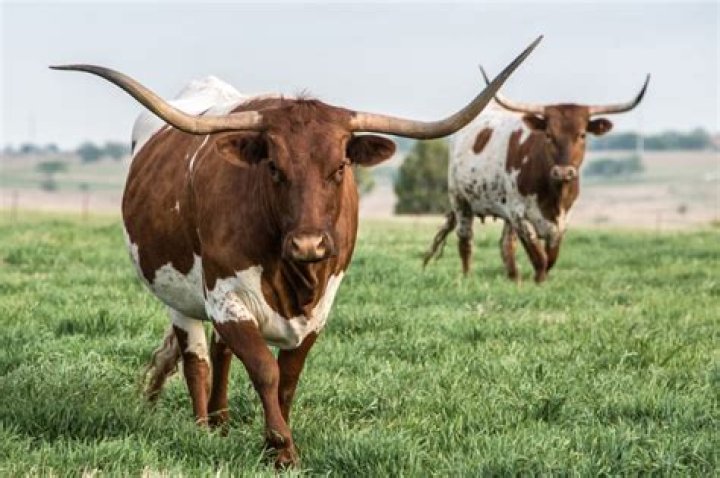 Discover Amanda Riley's Texas Roots And Accomplishments