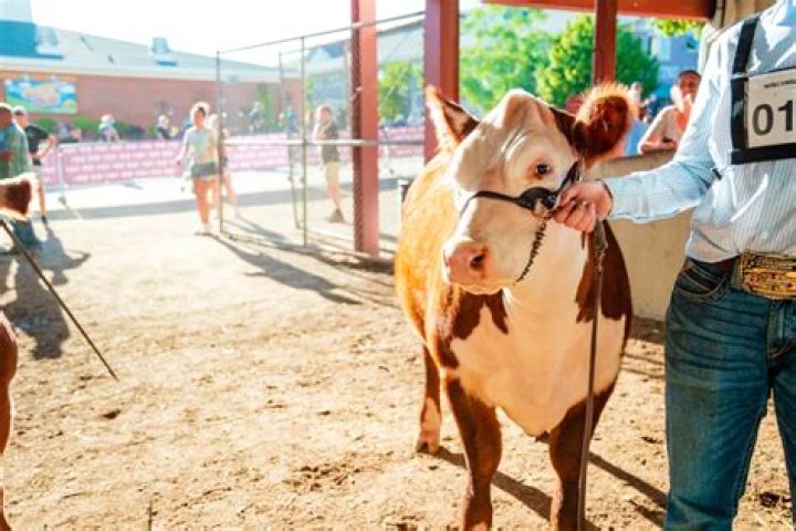 Discover The Notable Cow At The Wisconsin State Fair