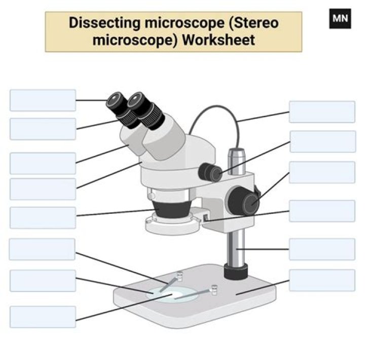 Essential Guide To Understanding The Parts Of A Dissecting Microscope