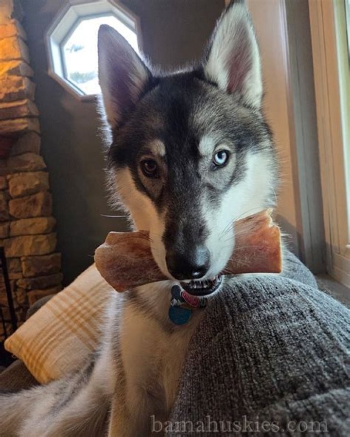 Find The Perfect Husky Companion With Husky Harris