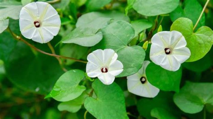 Justin Kirk's Relationships: A Comprehensive Guide