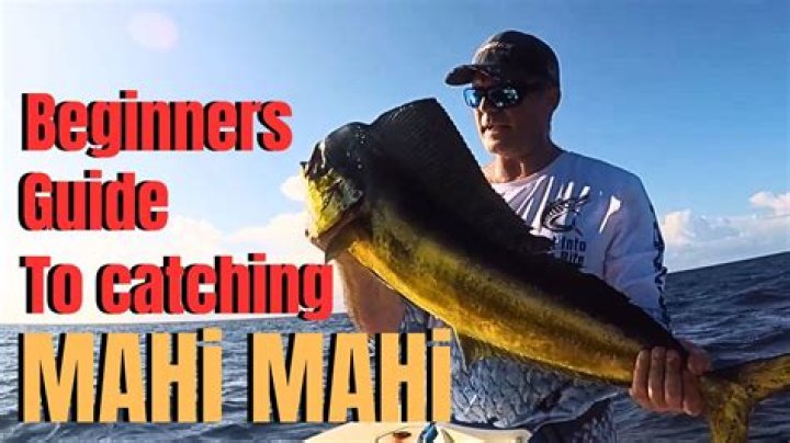 The Ultimate Guide To Mahi-mahi Fishing: Tips, Tricks, And Techniques