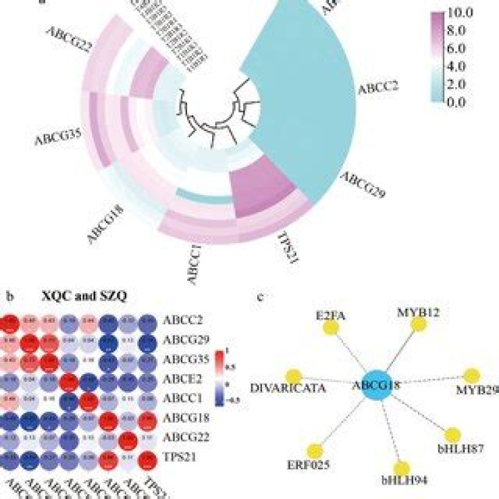 The Xqc Case: A Detailed Analysis