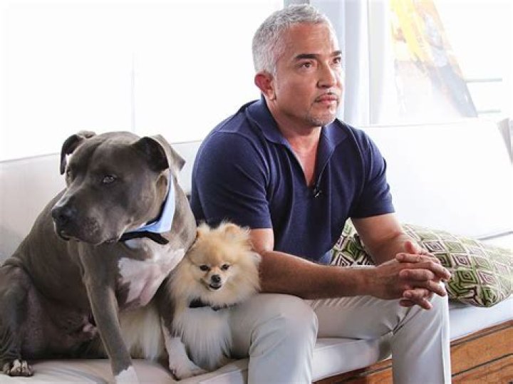 Uncover Caesar Millan's Net Worth And Unseen Insights