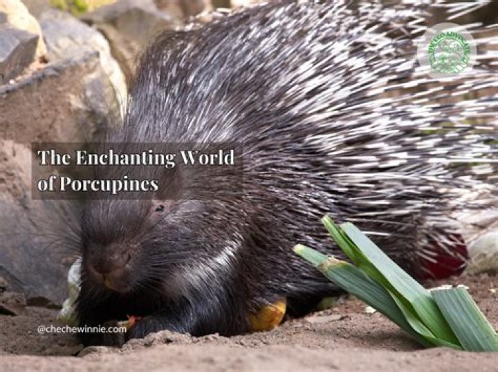 Uncover The Enchanting World Of Alexia Barroso: Discoveries And Insights Await!