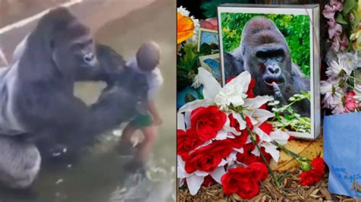 Who Was Harambe, The Gorilla Who Touched Our Hearts?